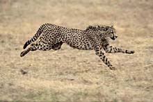 cheetah ninja history